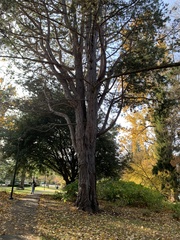 Pinus nigra