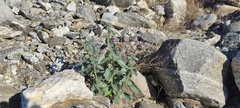 Pseudorontium cyathiferum