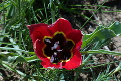 Tulipa