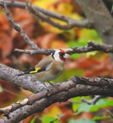 Carduelis carduelis