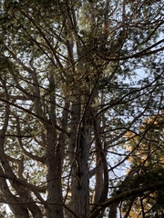 Pinus nigra