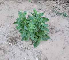 Nicotiana obtusifolia