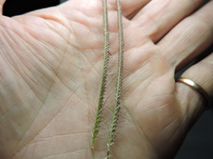 Chloris virgata