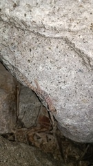 Gekkota