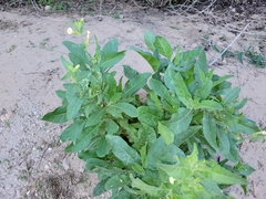 Nicotiana obtusifolia