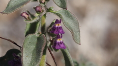 Pseudorontium cyathiferum