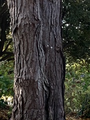 Pinus nigra