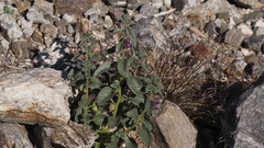 Pseudorontium cyathiferum