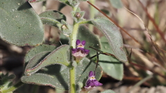Pseudorontium cyathiferum