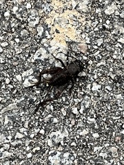 Gryllus rubens
