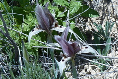 Iris acutiloba