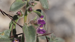 Pseudorontium cyathiferum