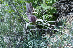 Iris acutiloba