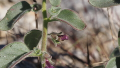Pseudorontium cyathiferum