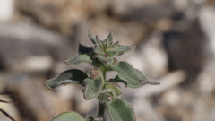 Pseudorontium cyathiferum