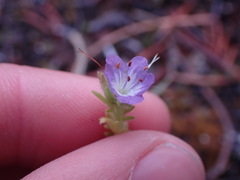 Phacelia franklinii