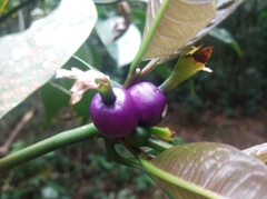 Psychotria laciniata