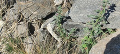 Pseudorontium cyathiferum