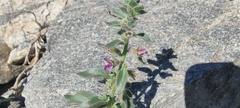 Pseudorontium cyathiferum