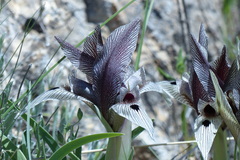 Iris acutiloba