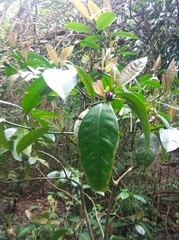 Psychotria laciniata