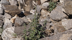 Pseudorontium cyathiferum