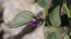Pseudorontium cyathiferum