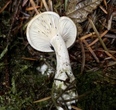 Clitopilus cystidiatus