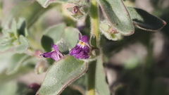 Pseudorontium cyathiferum