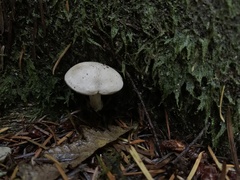 Clitopilus cystidiatus