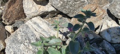 Pseudorontium cyathiferum