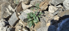 Pseudorontium cyathiferum