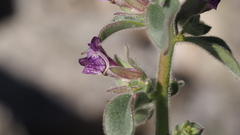 Pseudorontium cyathiferum
