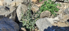 Pseudorontium cyathiferum