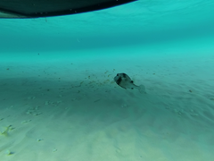 Lactophrys bicaudalis