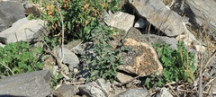 Pseudorontium cyathiferum