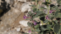 Pseudorontium cyathiferum