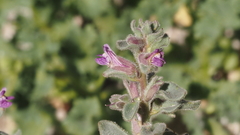 Pseudorontium cyathiferum
