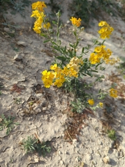 Psilostrophe tagetina