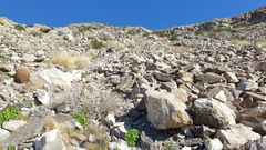 Pseudorontium cyathiferum