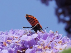 Spilostethus pacificus