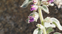 Pseudorontium cyathiferum