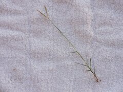 Digitaria bicornis