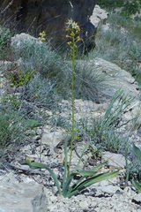 Eremurus spectabilis