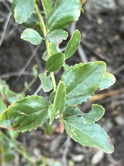Ceanothus spinosus