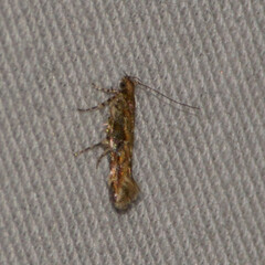 Aristotelia rubidella