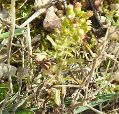 Dittrichia viscosa