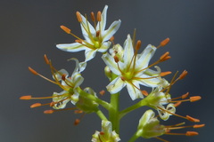 Eremurus spectabilis