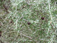 Condalia spathulata