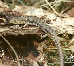 Elgaria multicarinata multicarinata